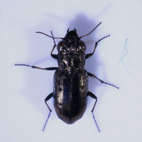 Réf. 311 125 : Notiophilus quadripunctatus